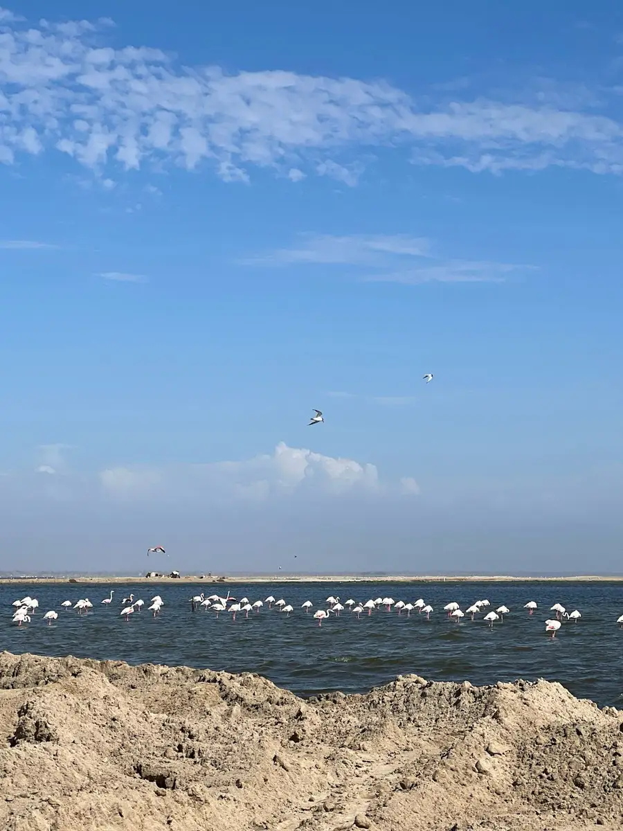 Our UK guests flew from Windhoek to Sossusvlei and then Swakopmund, where they admired seal colonies from the air, explored salt pans, spotted flamingos, and enjoyed scenic pier walks and great restaurants